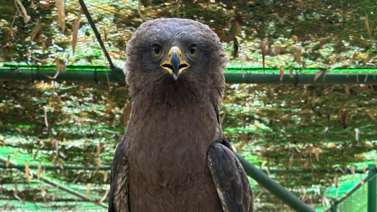 See some of the animals cared for at Lilongwe Wildlife Centre