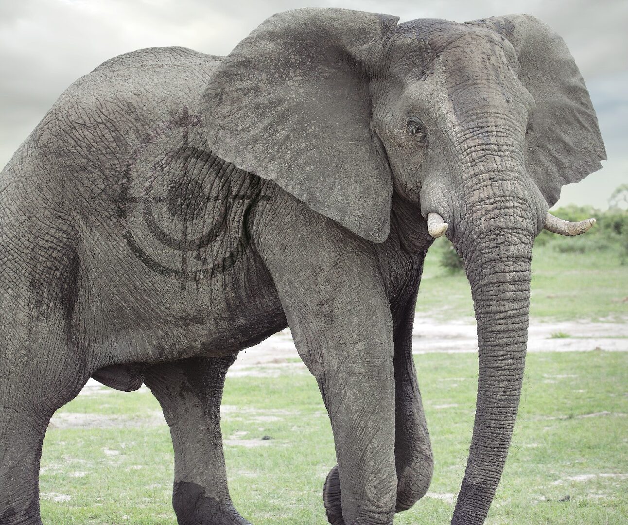 Photograph of an elephant standing on grassy terrain under a cloudy sky, with a faded target symbol superimposed on its side. Another elephant is visible in the background, highlighting a natural wildlife setting.