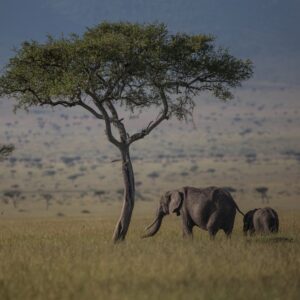 An elephant and calf walking across the savannah, with an acacia tree in the foreground