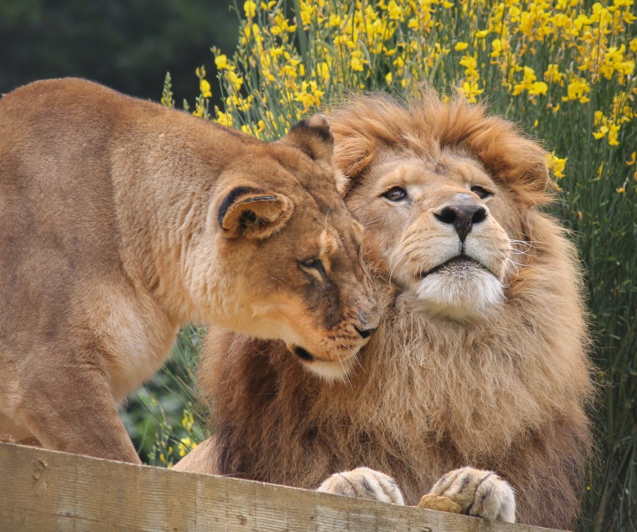 A lioness nuzzling a lion. They are both on a wooden platform with yellow flowers in the background