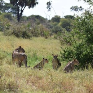 A group of lions from Elsa's pride