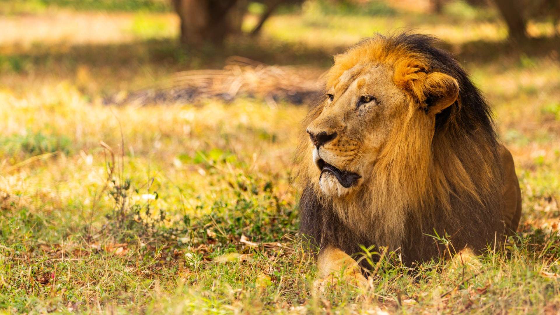 A beautiful male lion lying down in long grass, looking towards the left.