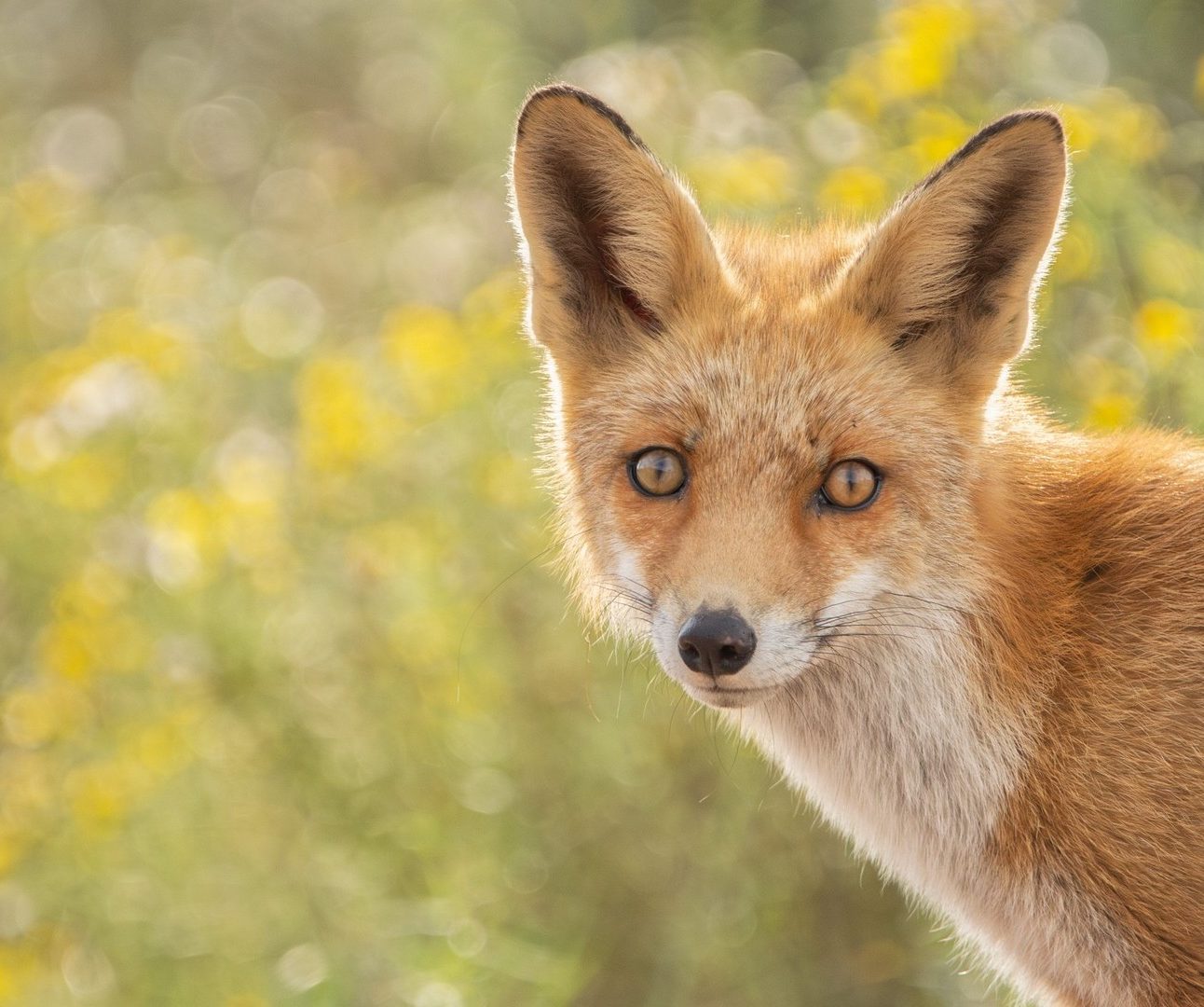 A photo of a wild fox, standing against a backdrop of yellow flowers, looking directly at the camera.