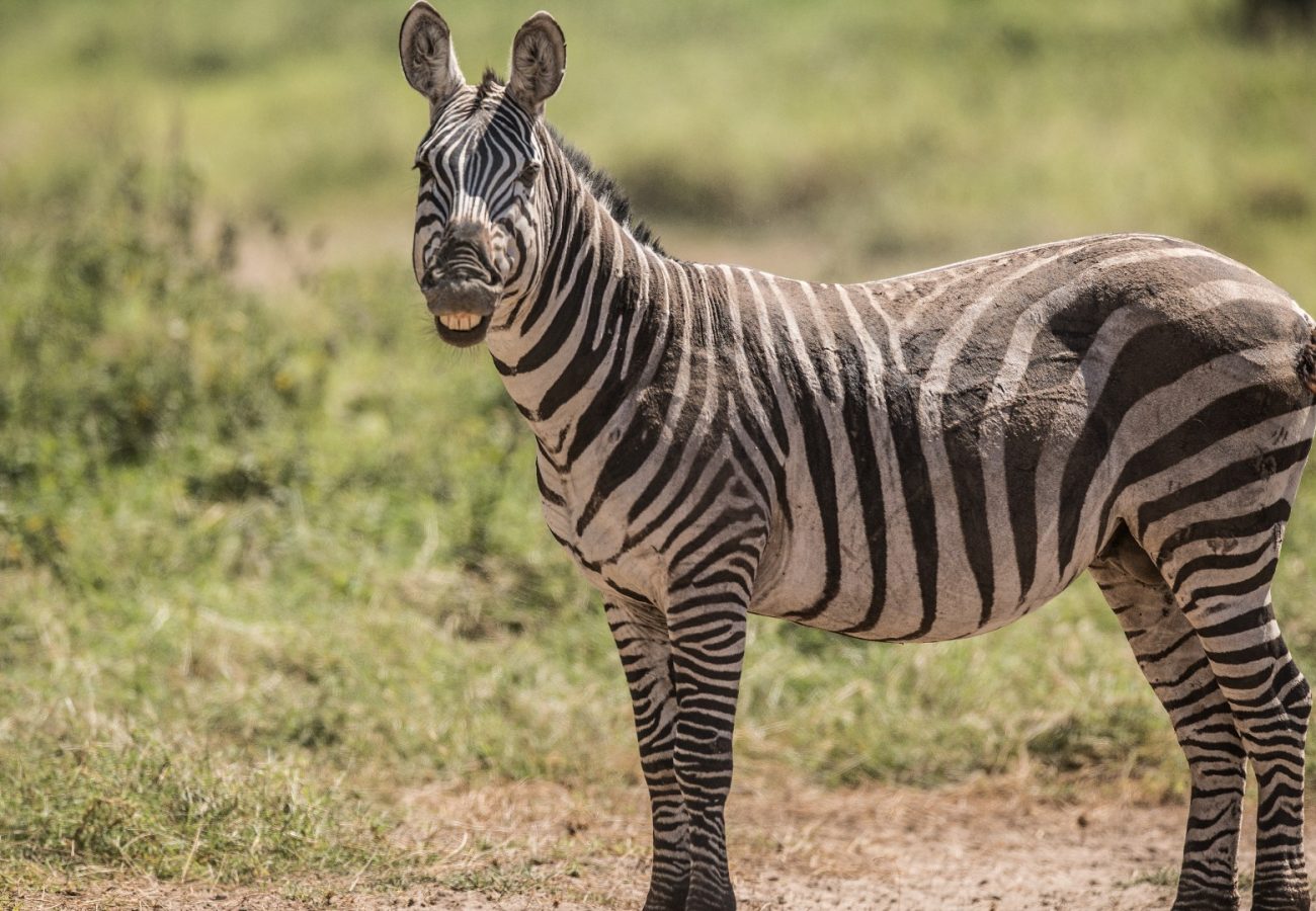 A zebra standing on the grass. It looks as if it's smiling.