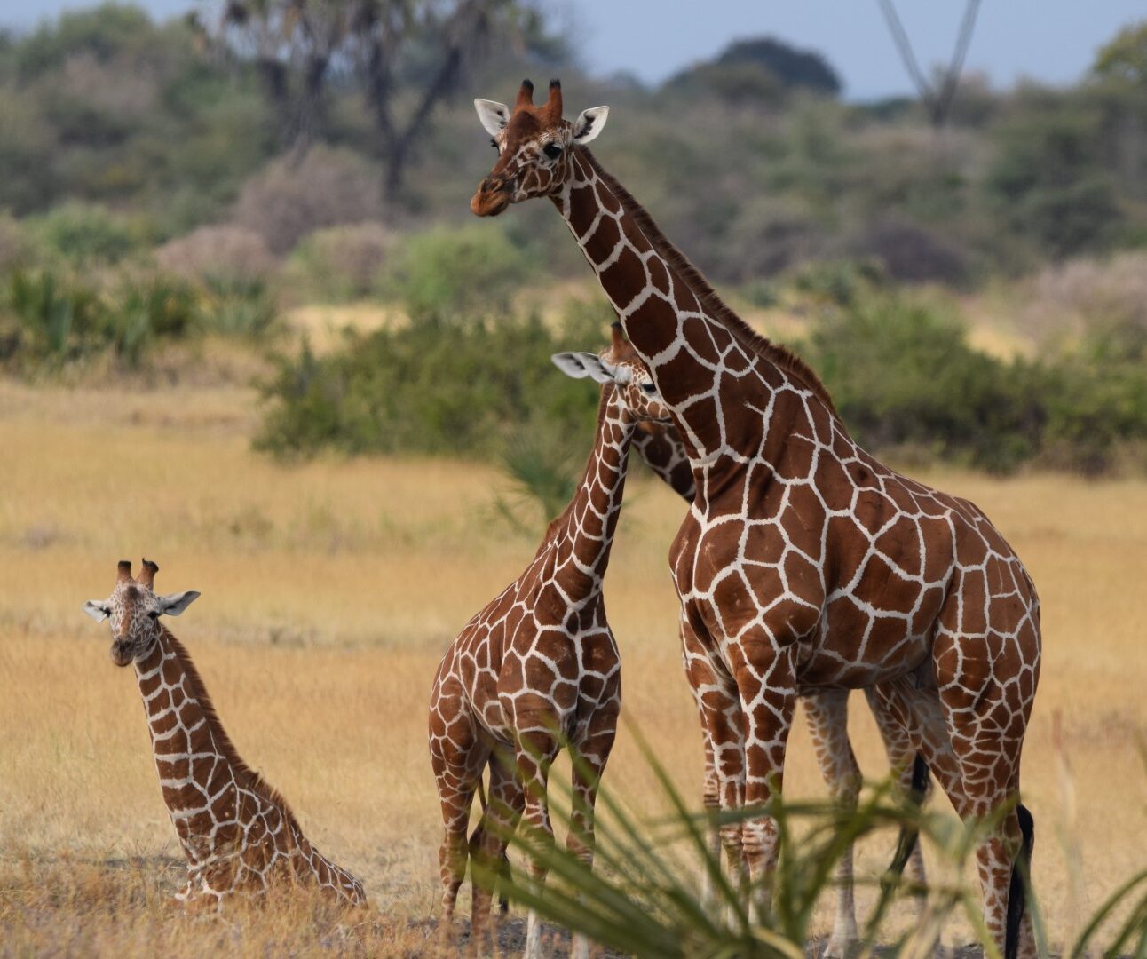 Photograph of three giraffes in a grassy savanna with scattered bushes and trees in the background. One giraffe stands tall while two others are positioned lower, showcasing their distinctive brown and white patterned coats.