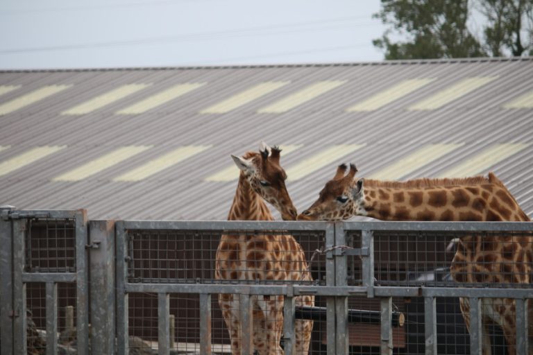 SAFARI ZOO GALLERY (2022)