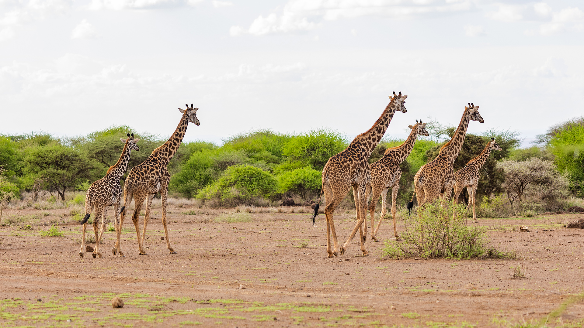 A group of five giraffe in Amboseli, Kenya, walking across dry ground in front of a row of bushes