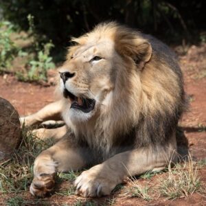 A beautiful male lion lying down with front paws outstretched
