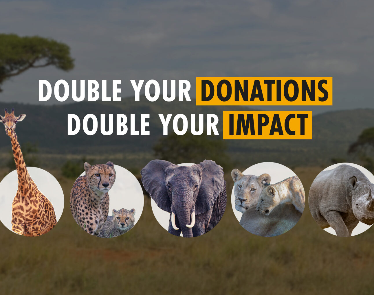 A faded savannah image with photos of a giraffe, cheetah, elephant, lion and rhino in small inset circles, with the text: double your donations, double your impact.