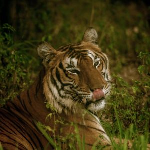 Head and shoulders of a Bengal tiger, licking it's upper lip