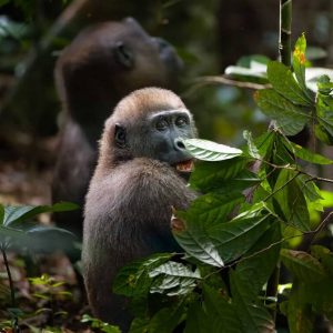 A gorilla sitting amongst the green leaves of trees and shrubs