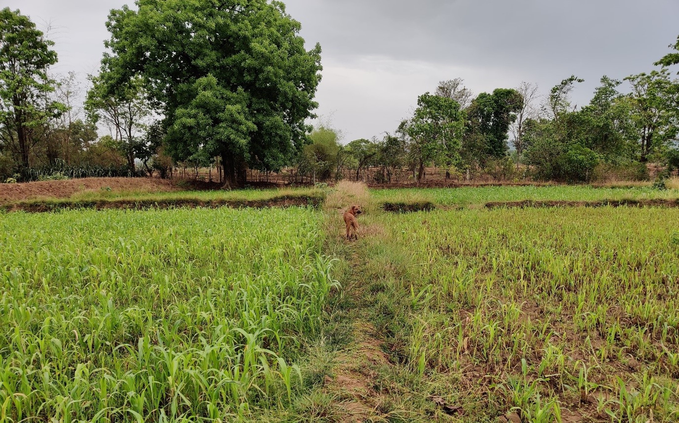 A field full of green crops