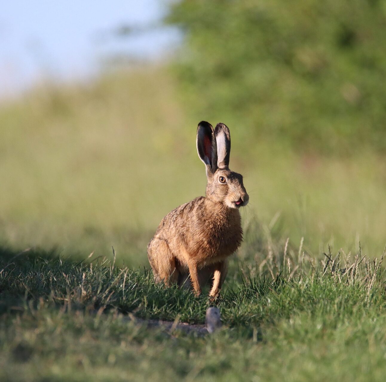 A hare in a field of long grass