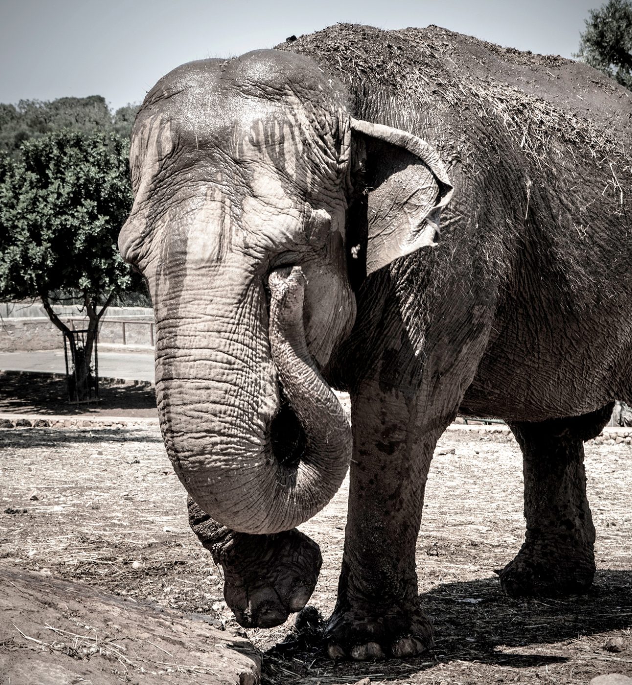 An elephant bobbing its head
