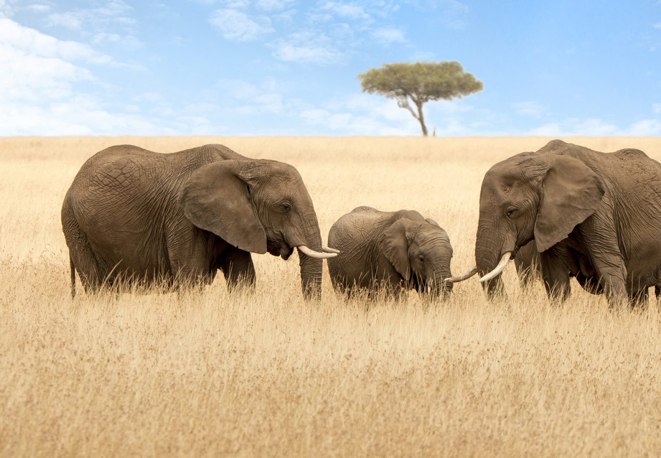 Elephant group in the red-oat grass of the Masai Mara. Two adult females with a calf in open expanse of grassland with acacia trees.