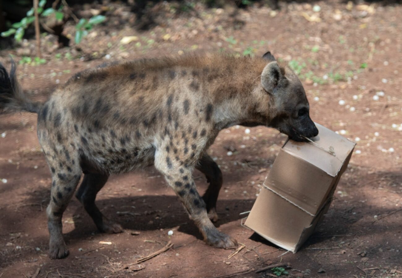 A spotted hyena is carrying a box tied with string in its mouth