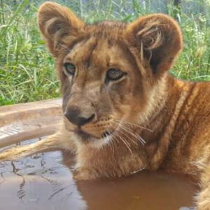 A young lioness lying in a pool of water with grass in the background.