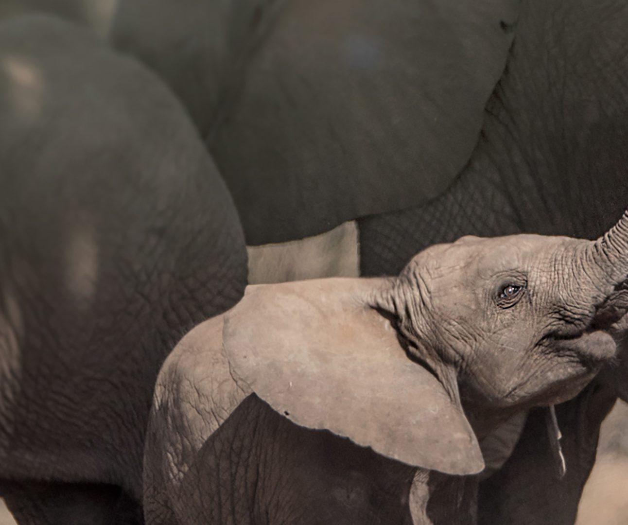 A baby elephant raises his trunk above his head