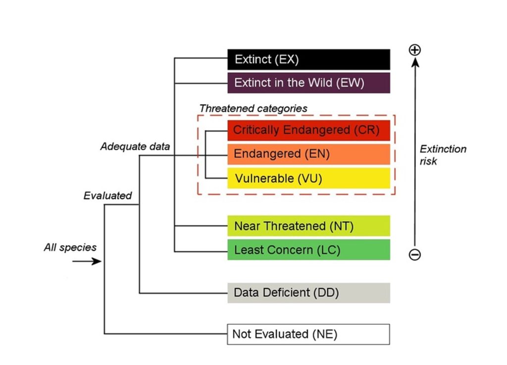 A graphic showing the different categories of the IUCN Red List. From top to bottom these are: Extinct, Extinct in the Wild, Critically Endangered, Endangered, Vulnerable, Near Threatened, Least Concern, Data Deficient and Not Evaluated.