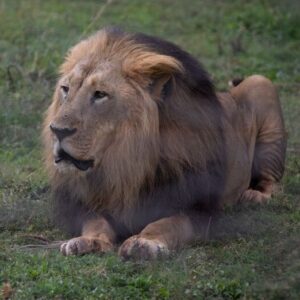A beautiful male lion lying on the grass looking happy