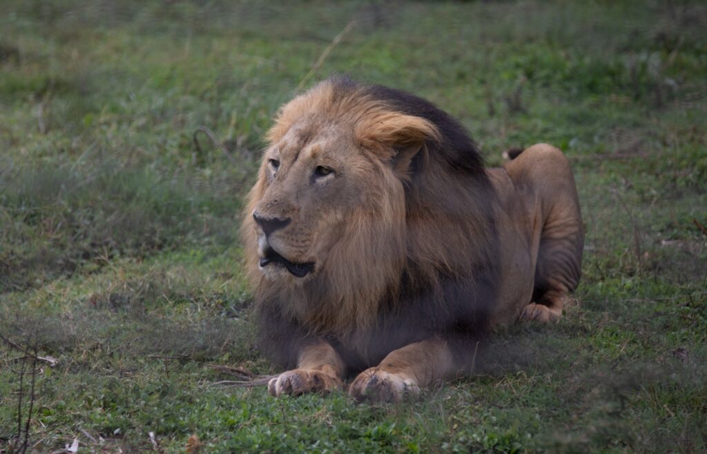 A beautiful male lion lying on the grass looking happy