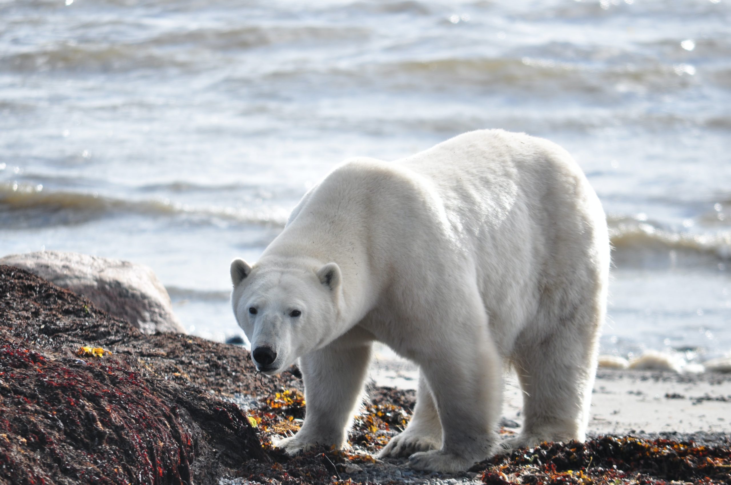 A polar bear standing on rocky ground next to the sea