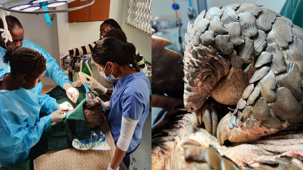 Two images side by side: On the left is a team of vets operating on a pangolin, and on the right is a close-up of a pangolin in recovery