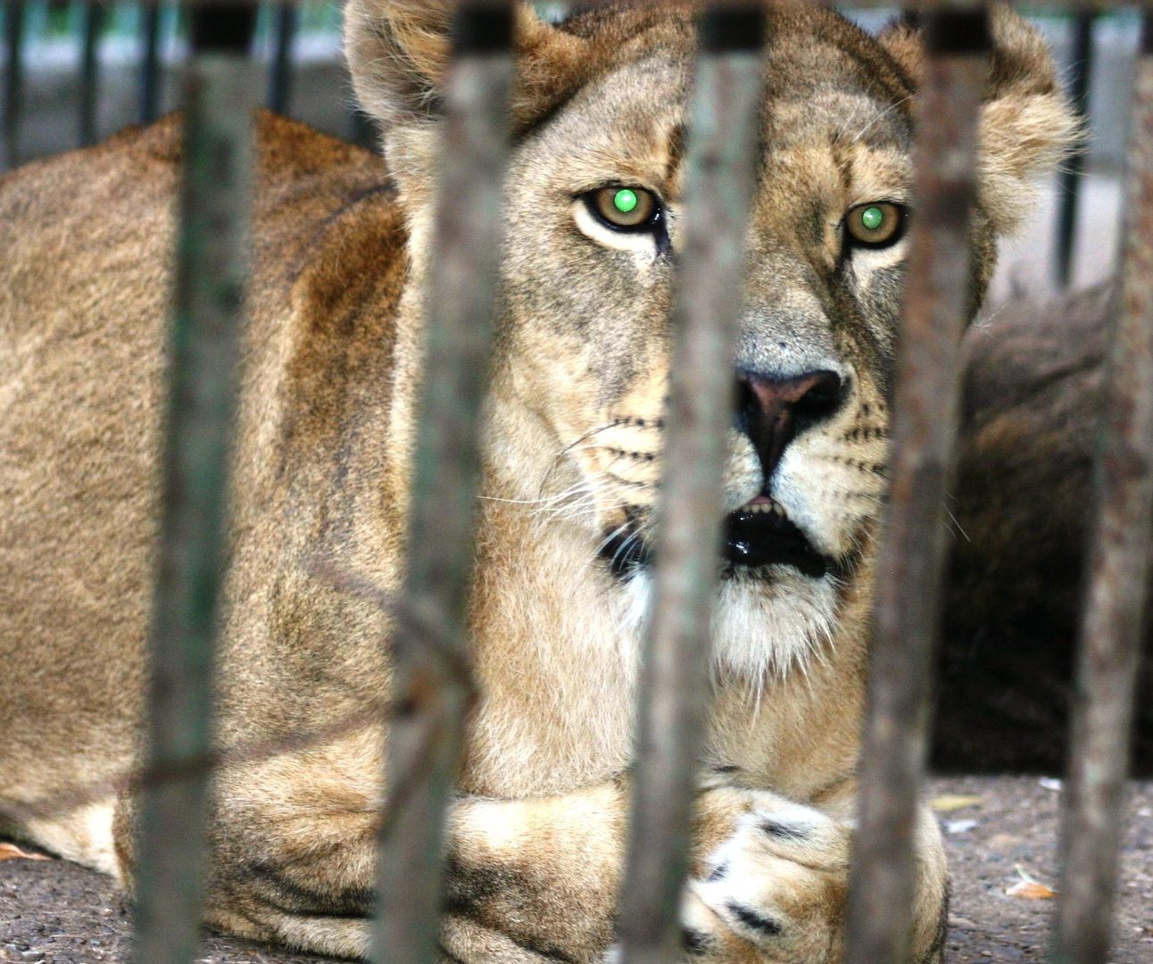 A lion behind the bars of a cage