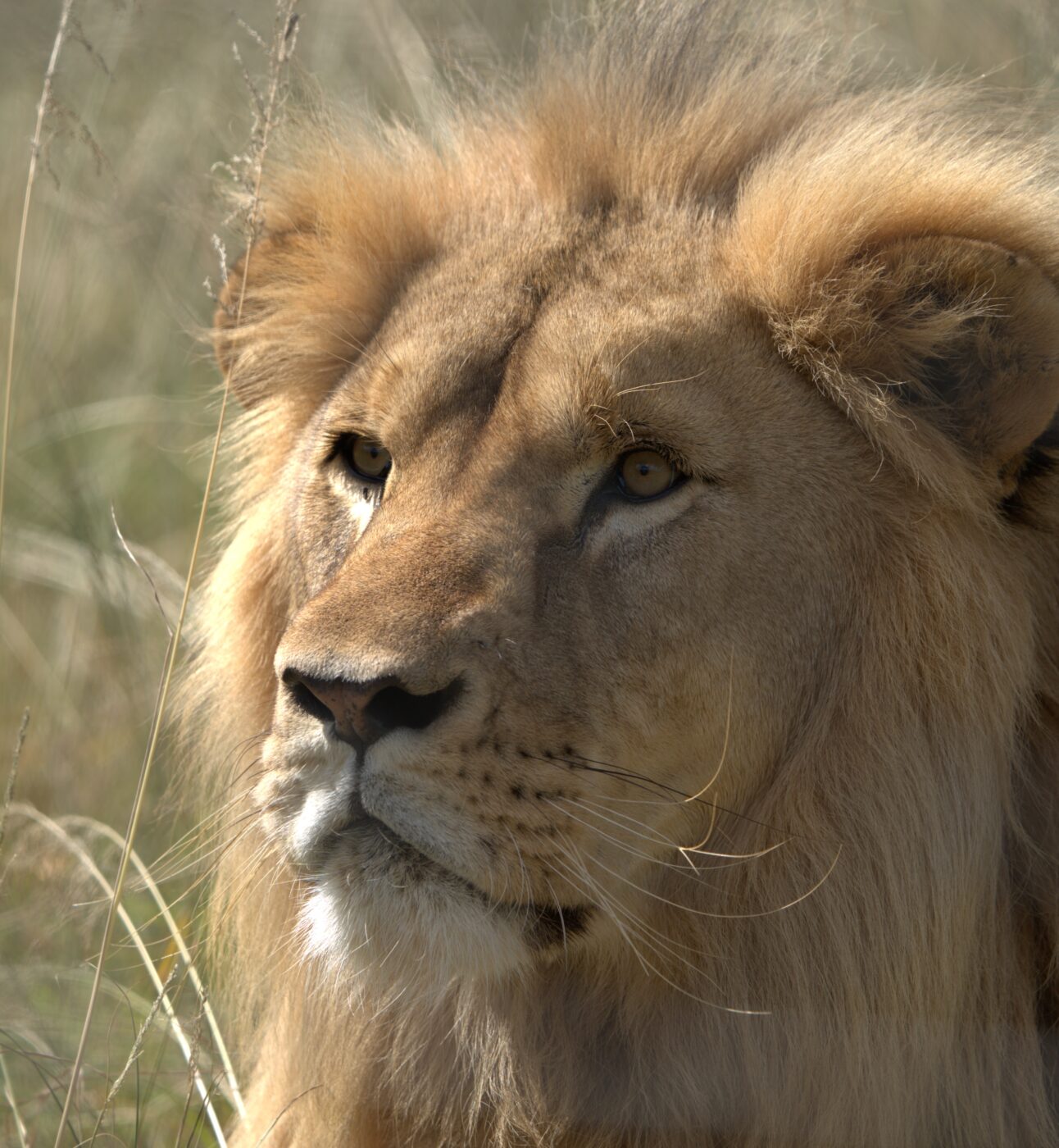A photo of a beautiful male lion in close-up