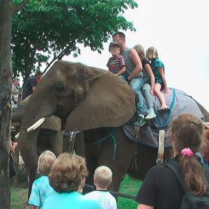 An elephant with four people sat on its back riding it while a crowd looks on