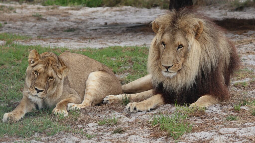 A lioness and male lion lying close together on grassy terrain