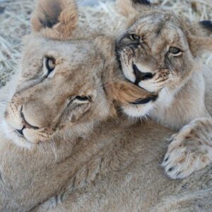 Two lion cubs lying together - one is playfully biting the other's ear