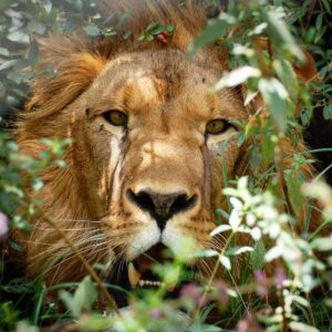 A close-up shot of a male lion peering out from behind natural bushes and shrubs