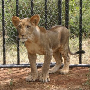 A young lion cub standing in a wire mesh enclosure