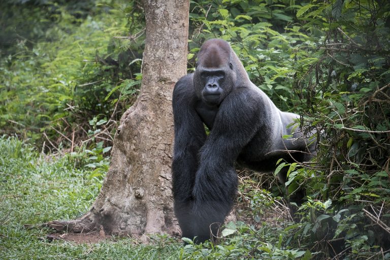 Mefou Primate Sanctuary Gallery