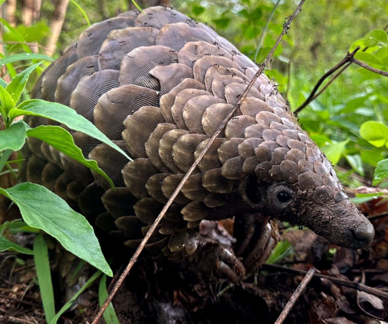 A pangolin peeping out from amongst the undergrowth