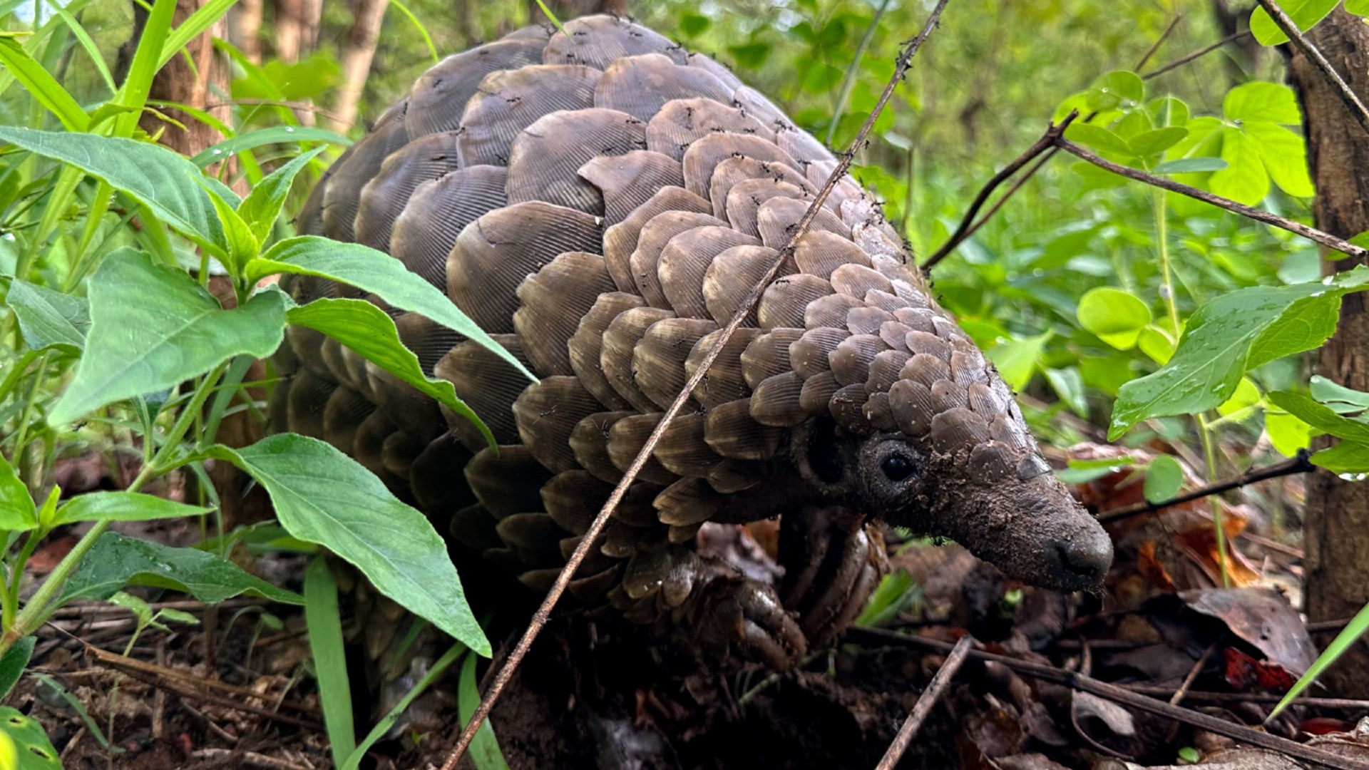 A pangolin peeping out from amongst the undergrowth