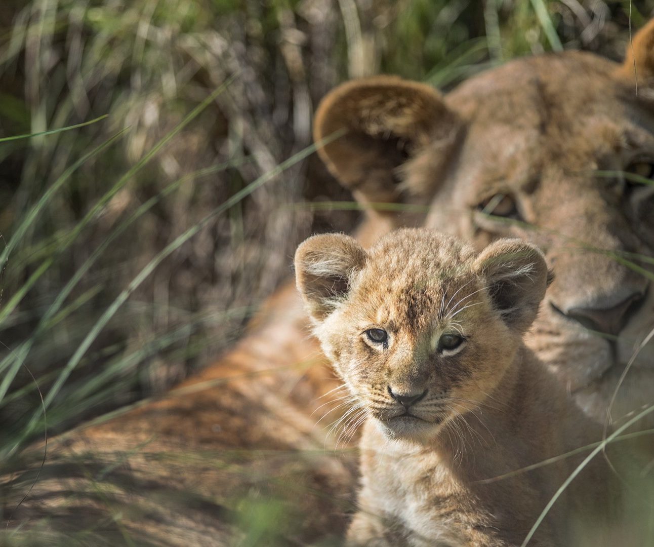 A lioness snuggling with her cub
