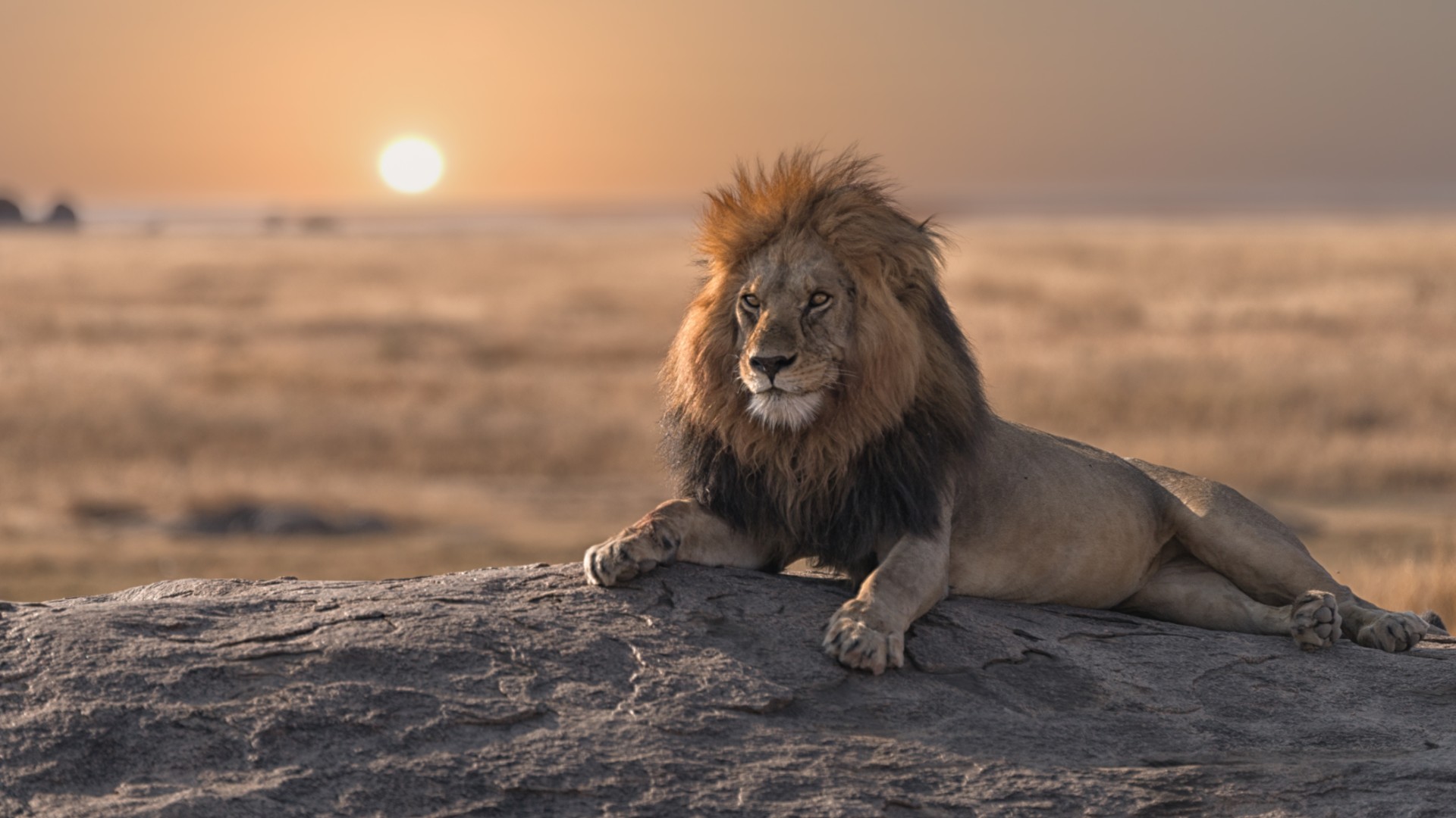 A magnificent lion lying on a rock as the sun set in the background