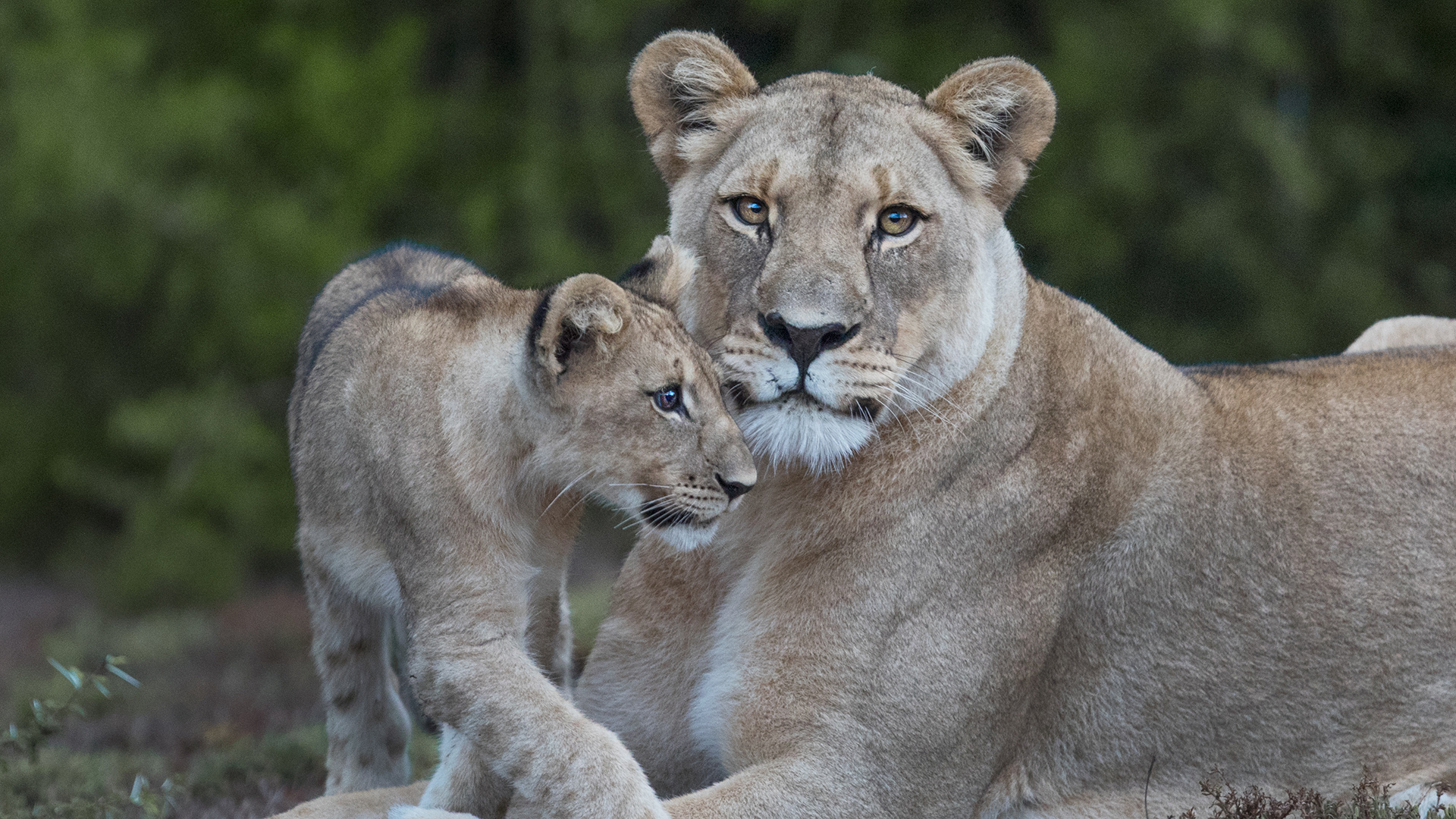 A lion cub rubs its head against the face of an adult female lion lying on the ground