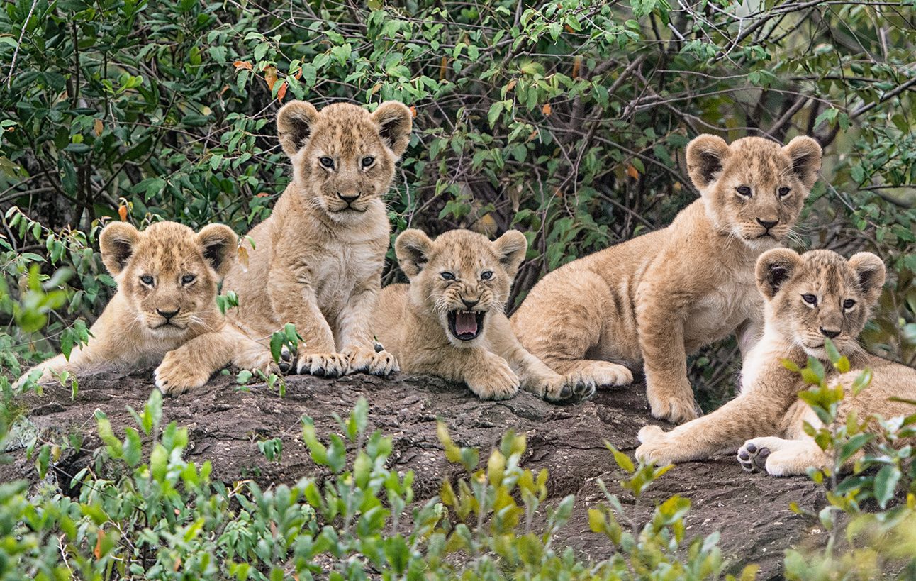 A group of five lion cubs lying in front of bushes