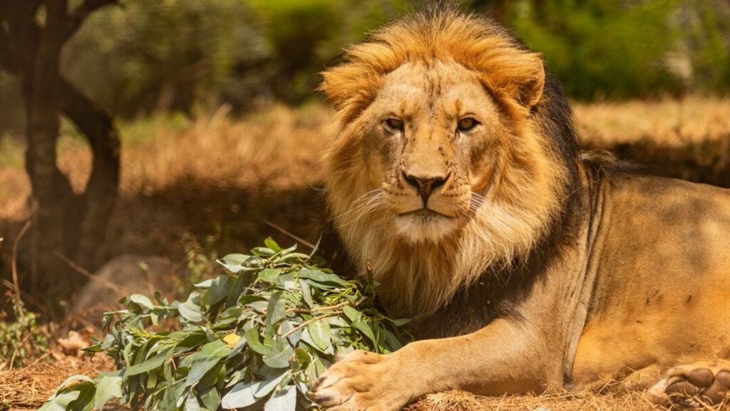 A lion lying on the ground with a natural background. In between his front paws he is gripping a large bundle of herbs and leaves
