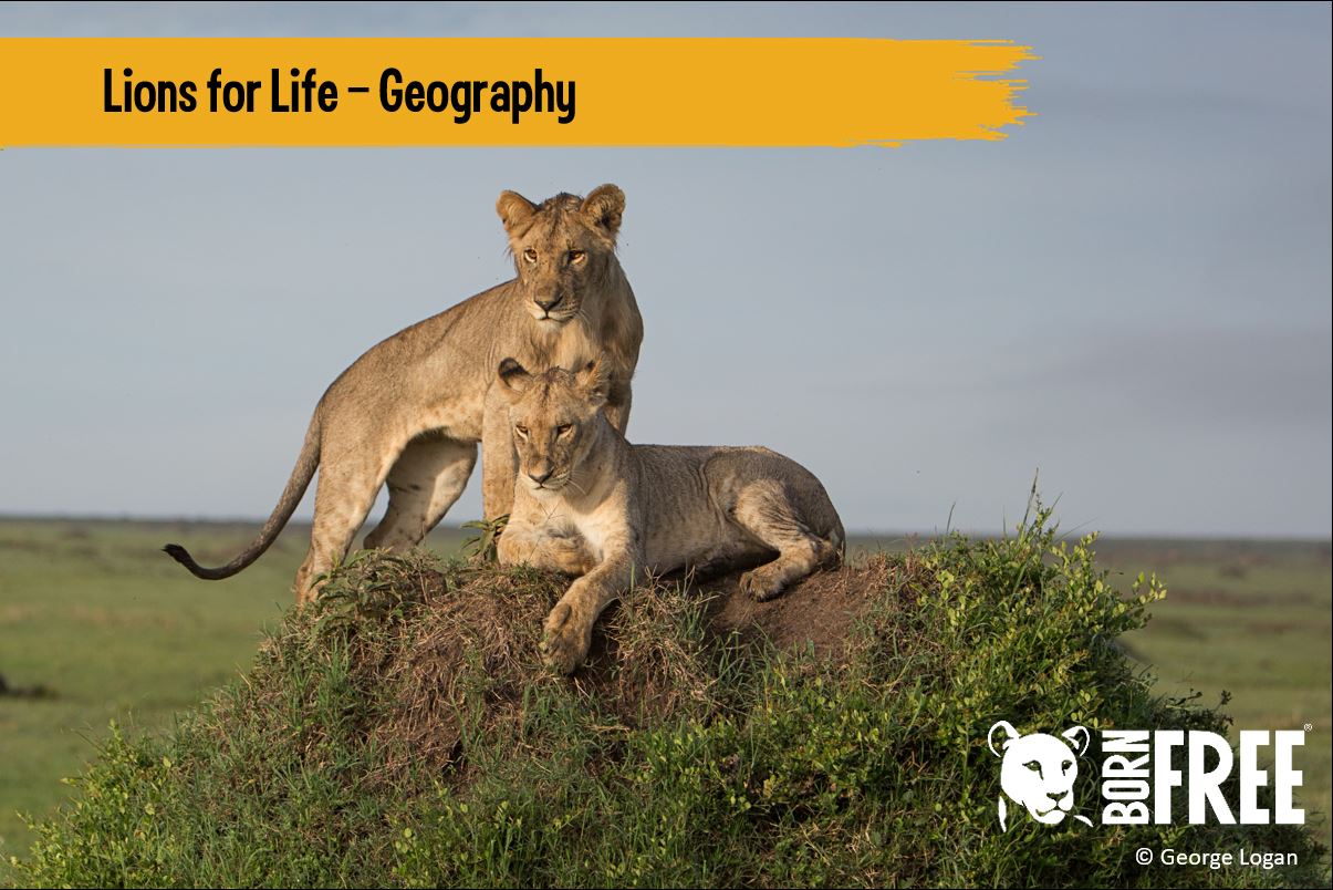 Two lions cubs sitting on a rock