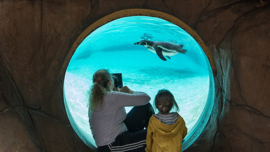 An adult and child watch a penguin swimming through a round window at a zoo