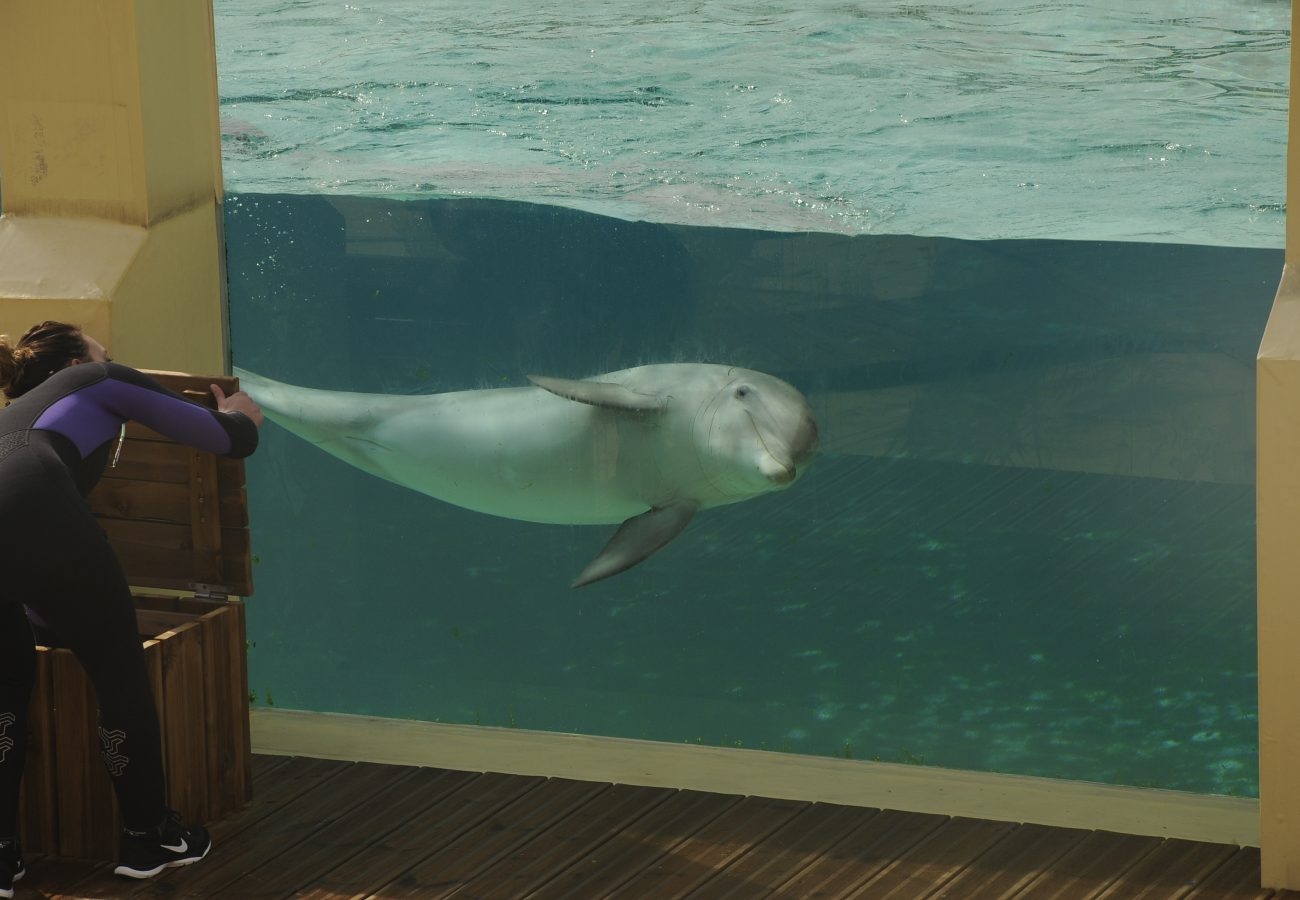A woman standing next to a dolphin in a shallow glass tank