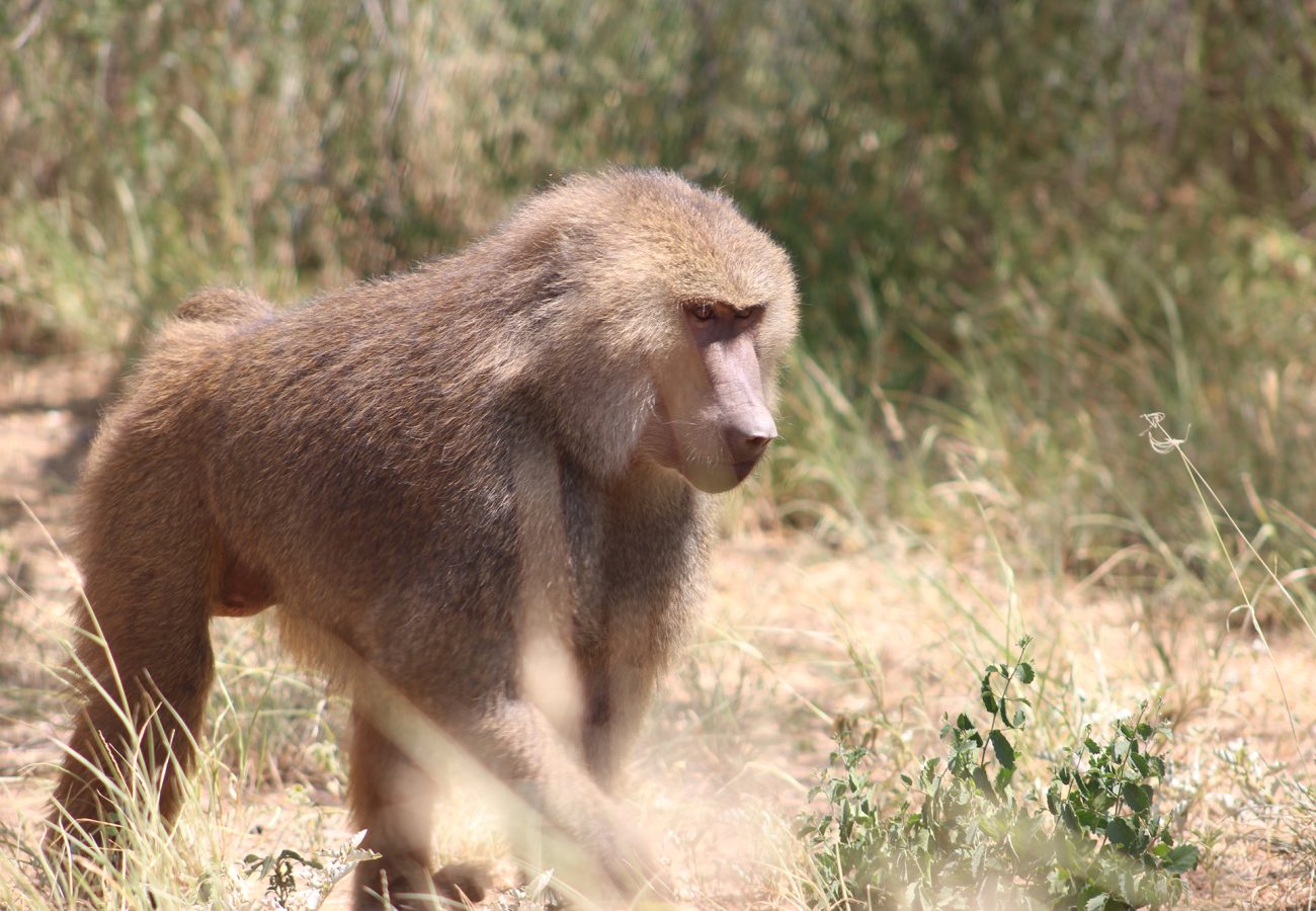 A Hamadryas-Olive baboon hybrid walking in a dry grassy landscape