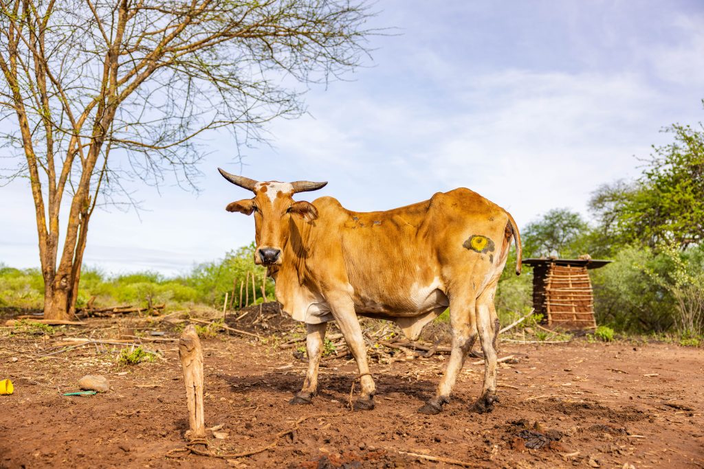 A cow with a large yellow eye painted onto its rump.