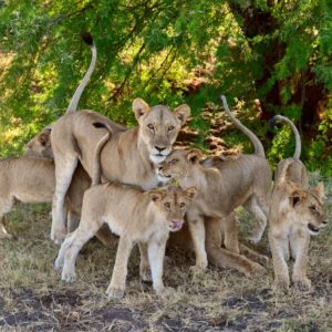 A group of young lions from Mulika Pride