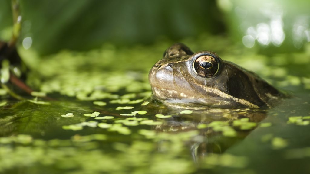 A common frog (UK) in a garden pond, just poking its head above the water.