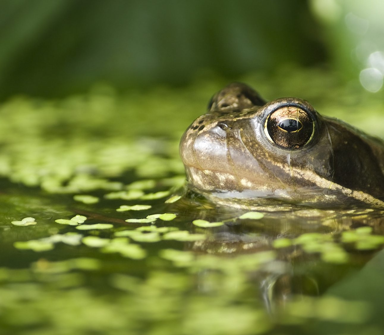 A common frog (UK) in a garden pond, just poking its head above the water.